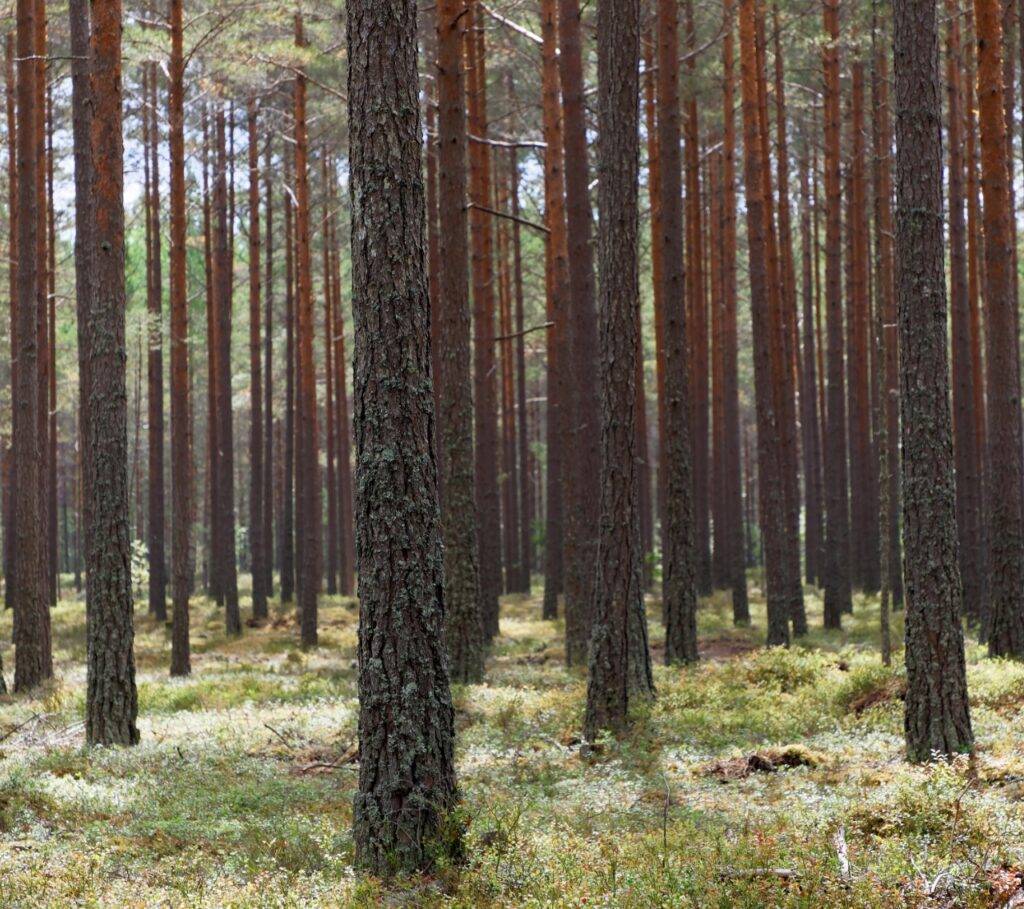 A stand of trees in a forest